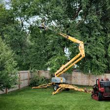 Best Leaf Removal  in Plano, IL